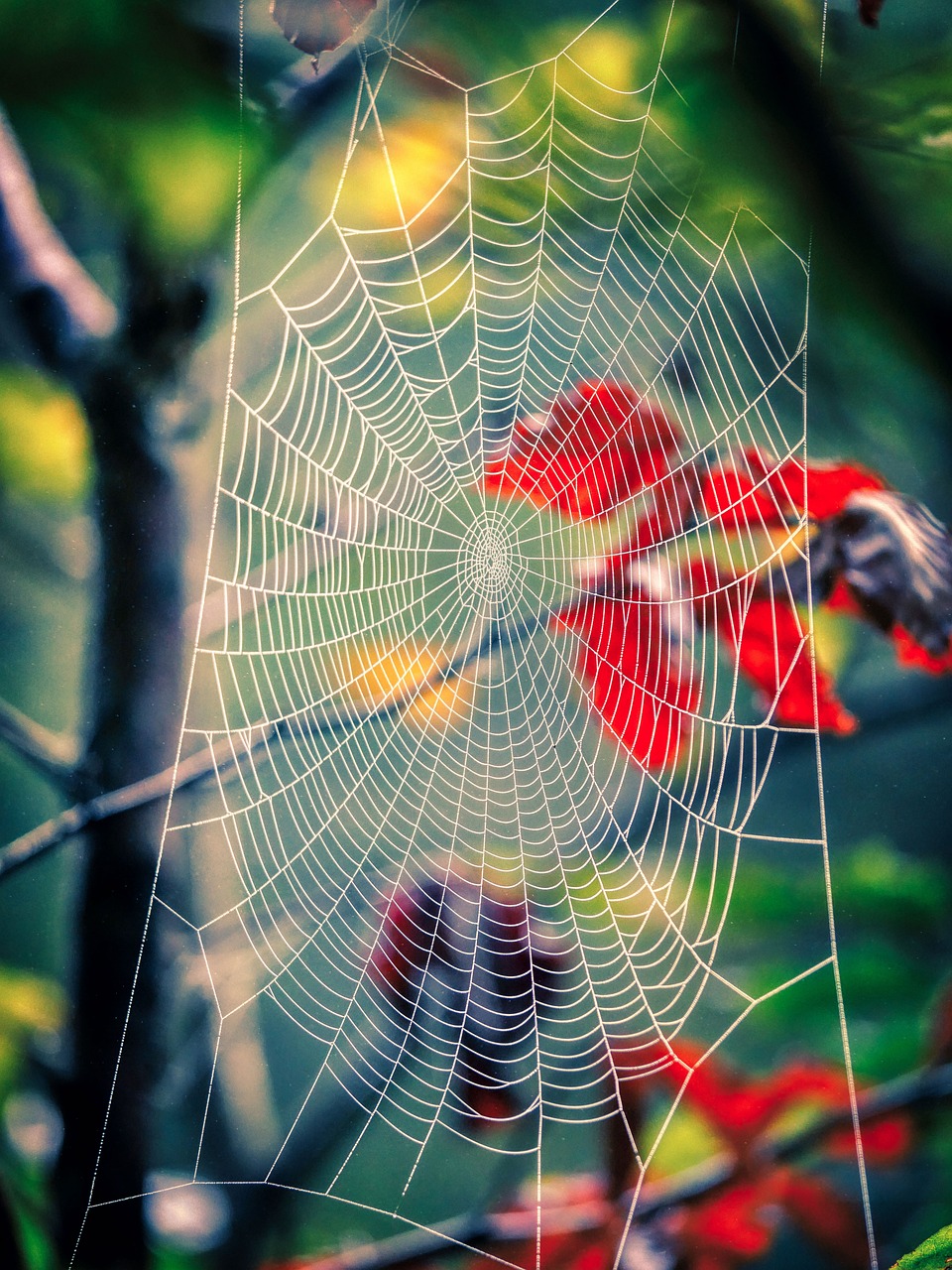 Imagem Web Imagem Web